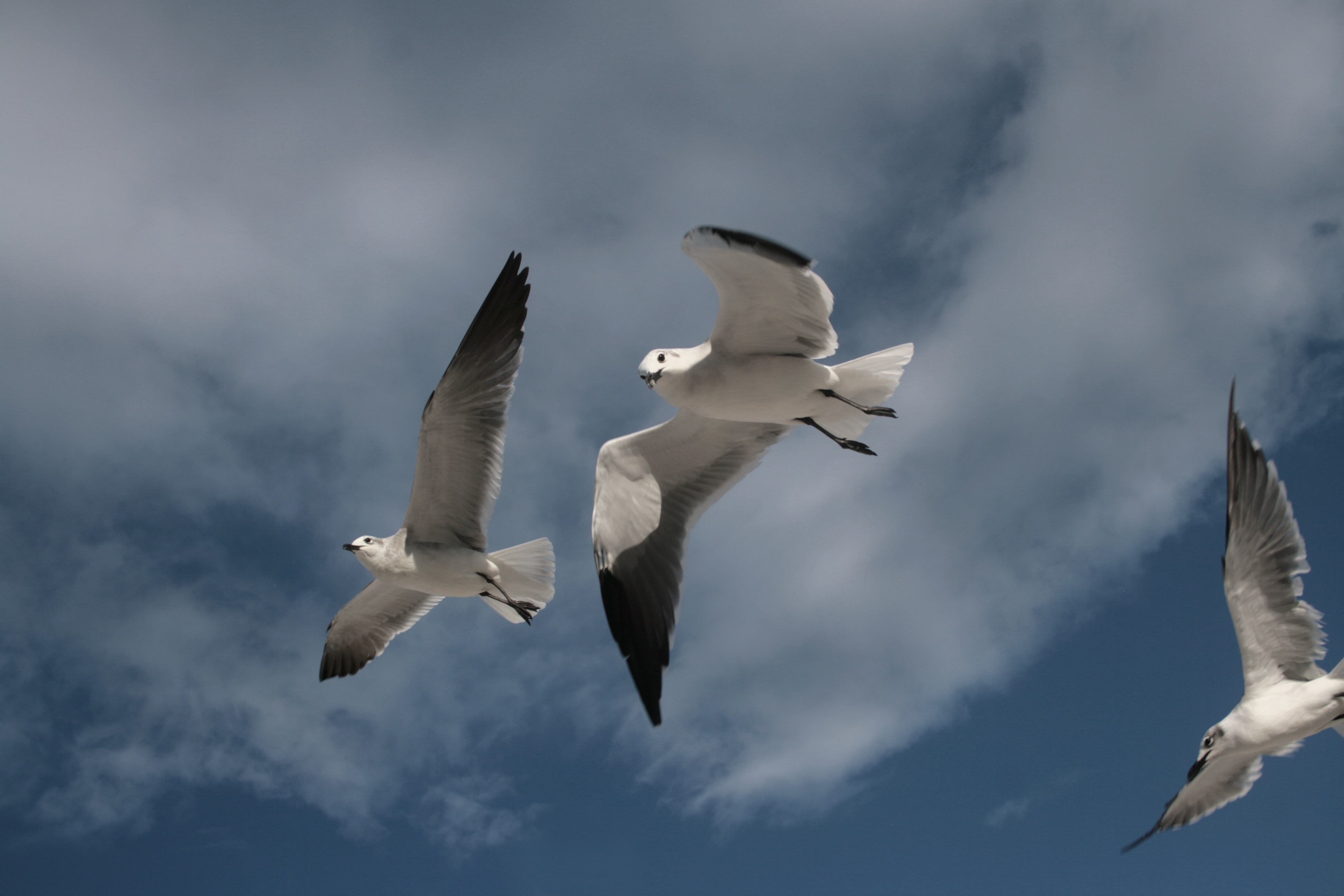 3 white and grey gulls