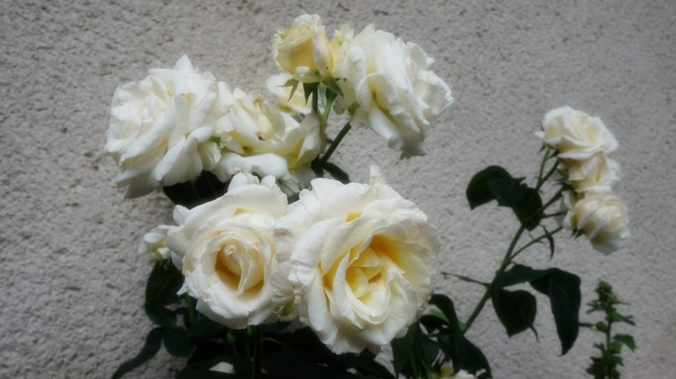 white roses preview