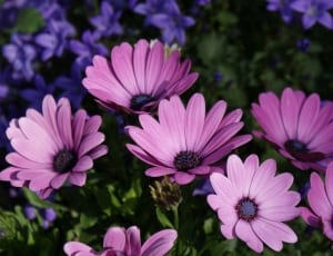 pink and purple petal flowers thumbnail