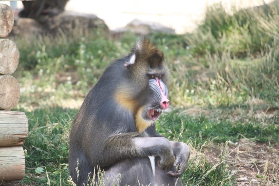 gray baboon preview