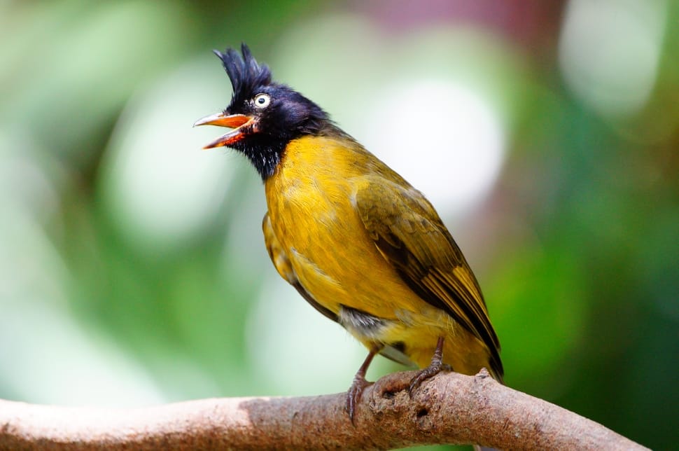 bird on tree branch during daytime preview