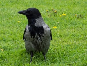 black and gray raven thumbnail