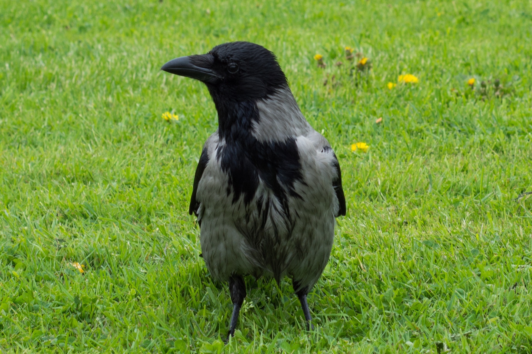 black and gray raven