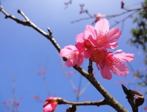 Sakura flower blooming under blue sky thumbnail