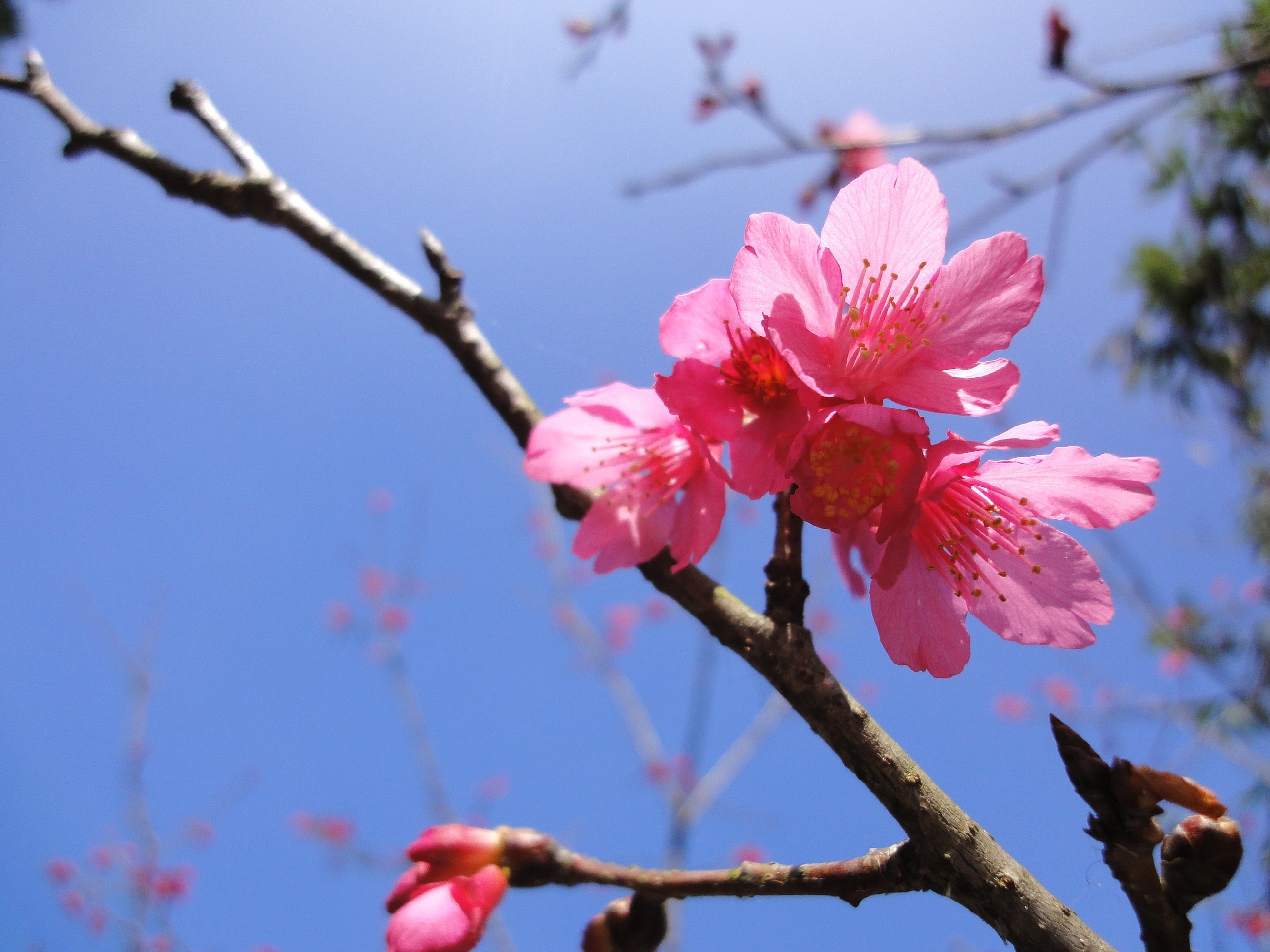 Sakura flower blooming under blue sky
