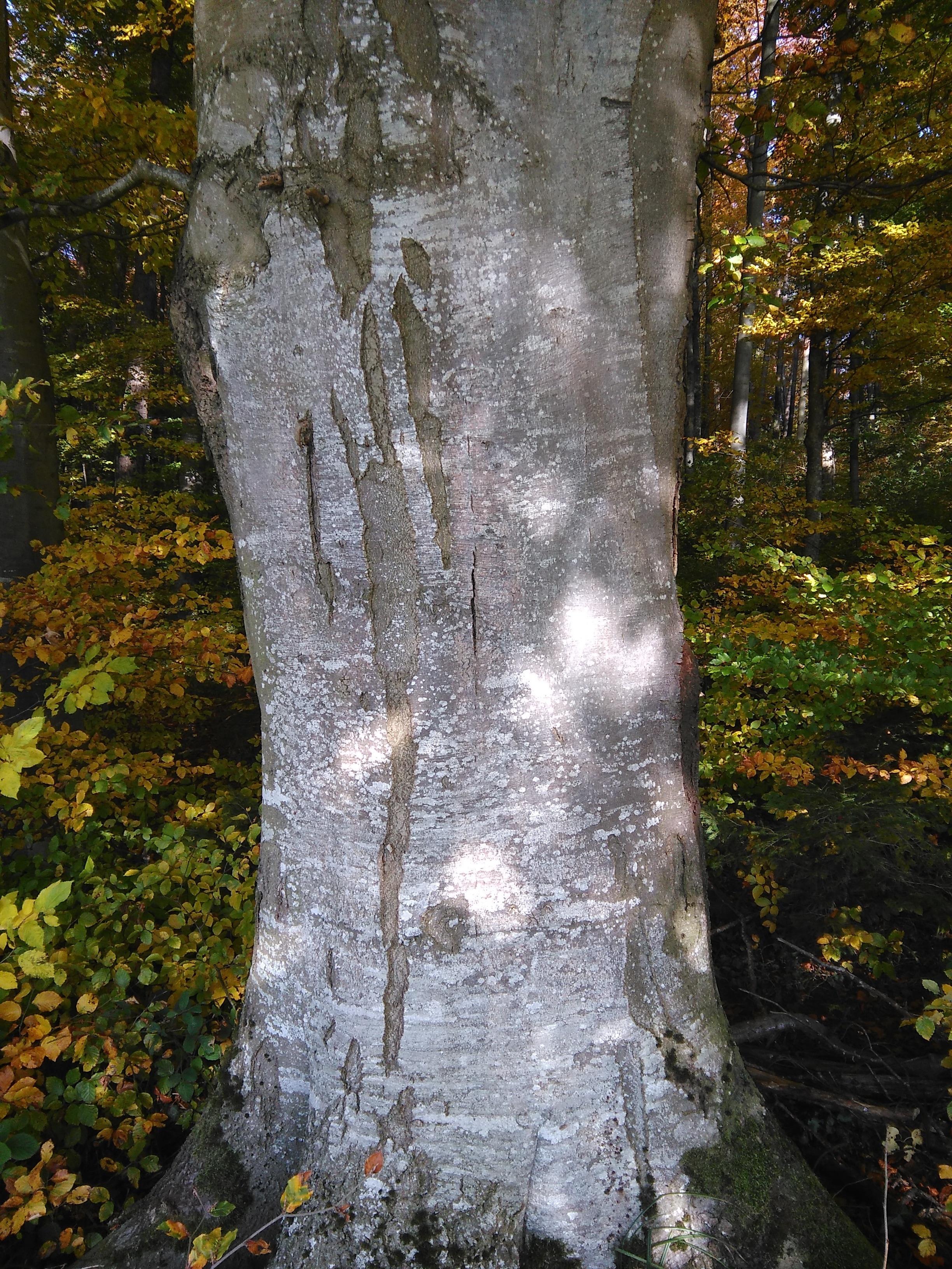 gray tree