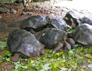10 brown turtles thumbnail
