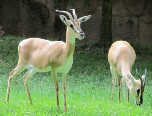 two tan antelopes thumbnail