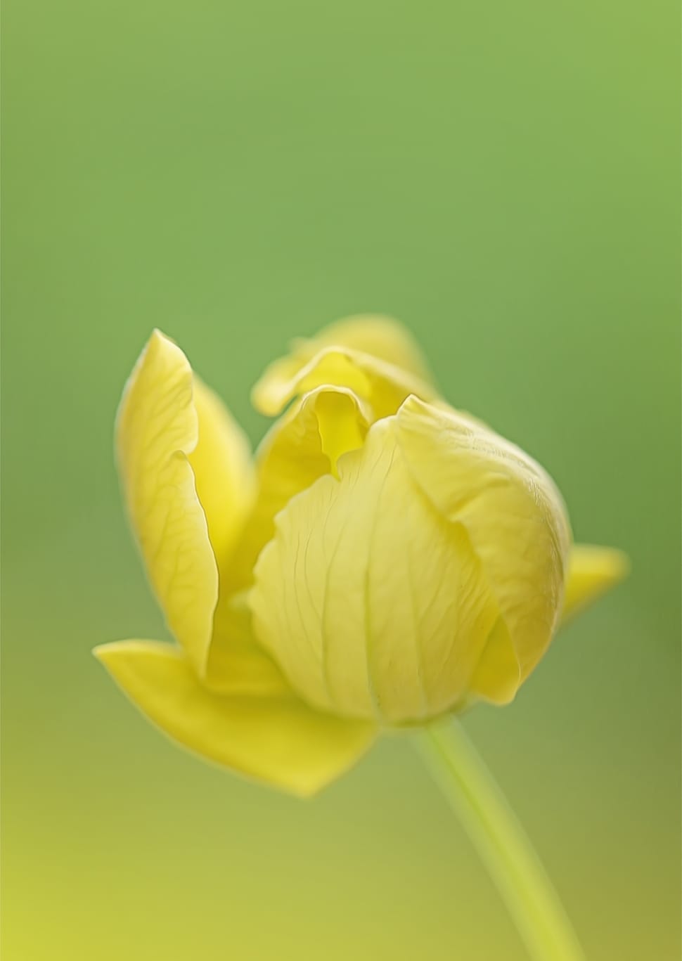 yellow flower petals preview