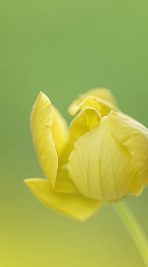 yellow flower petals thumbnail