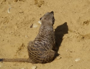 photo of gray meerkat on brown soil thumbnail