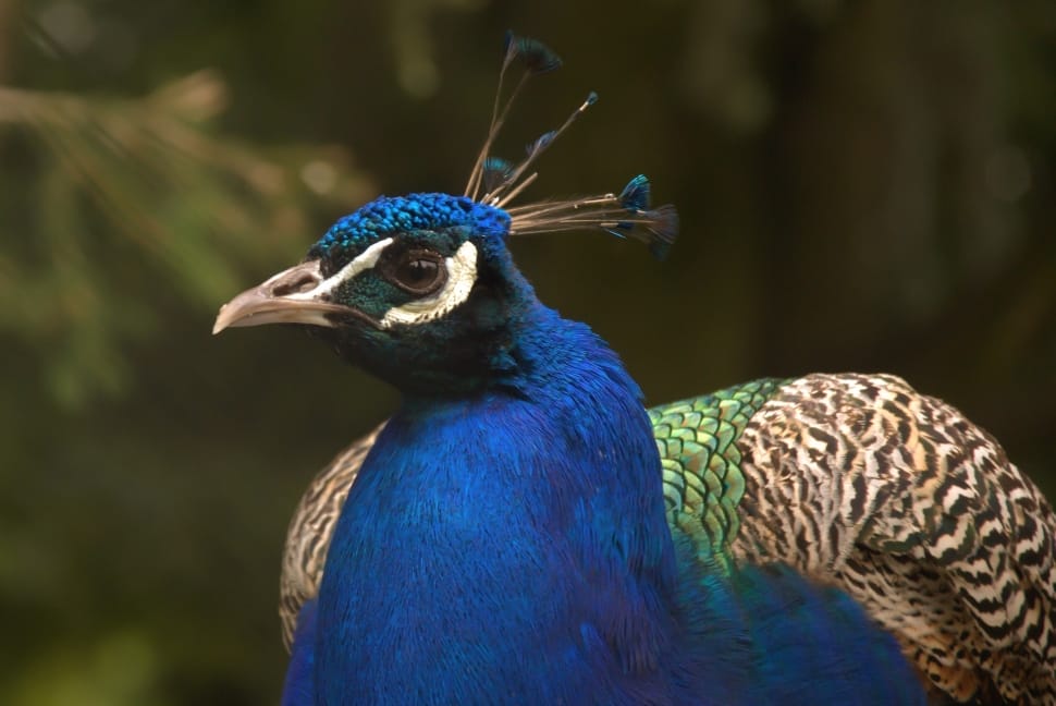indian peafowl preview