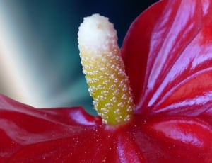 anturium flower thumbnail