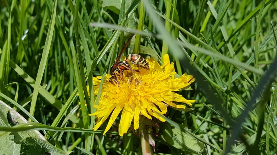 yellow and black bee above on yellow dandelion preview