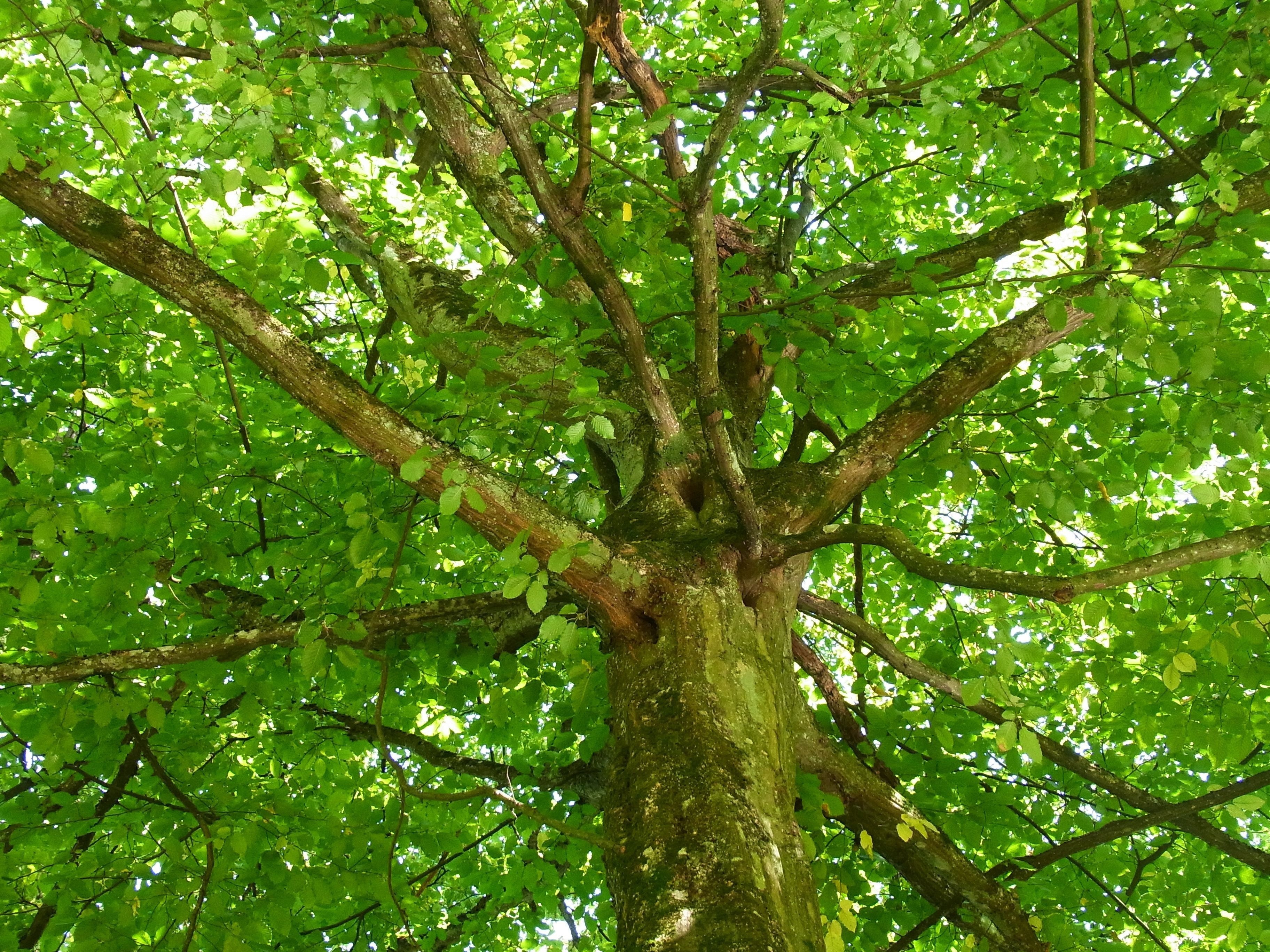 brown tree