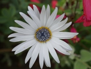 white long petal flower thumbnail
