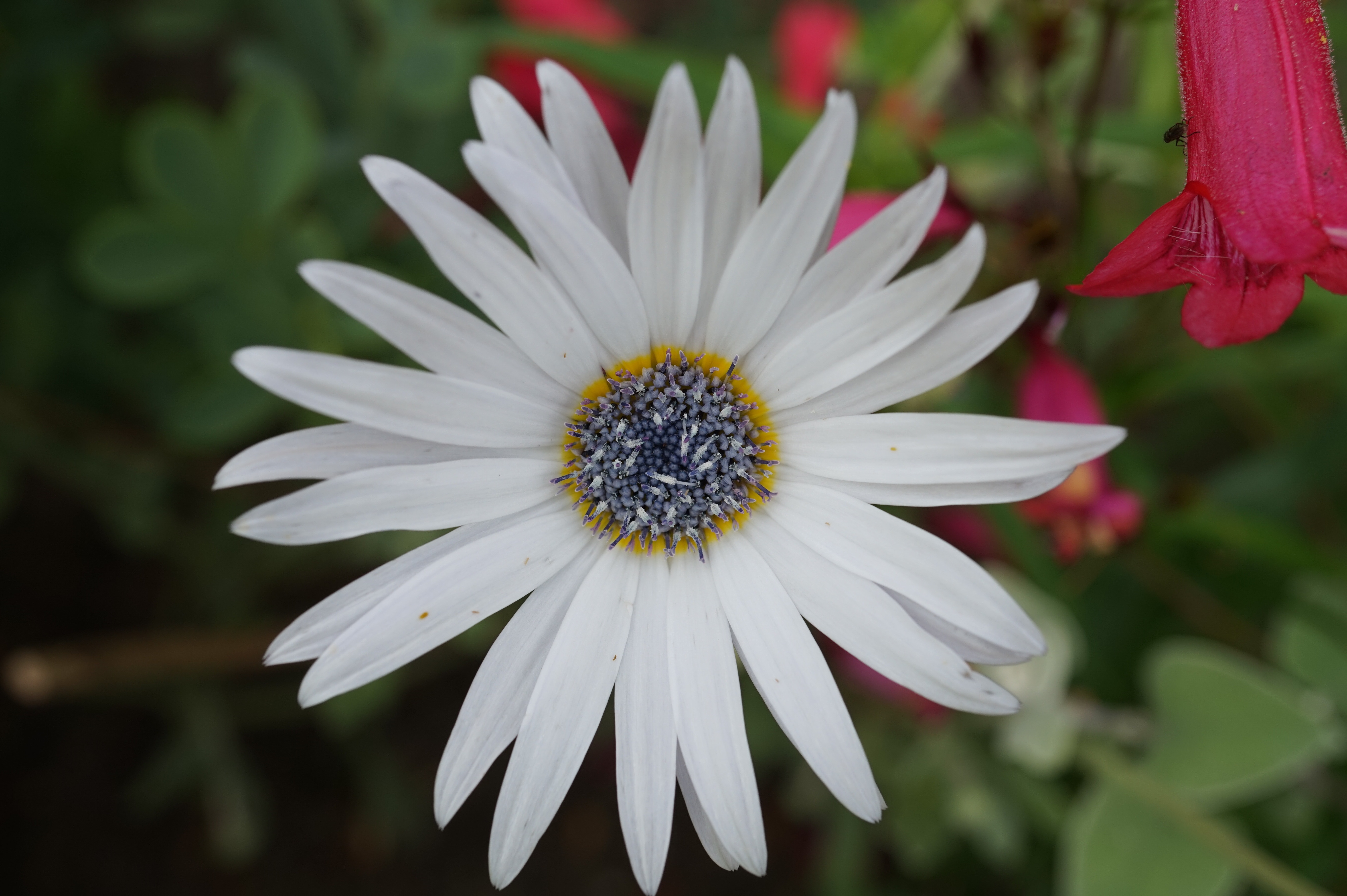 white long petal flower