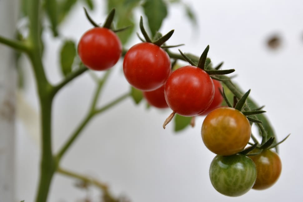 cherry tomatoes lot preview