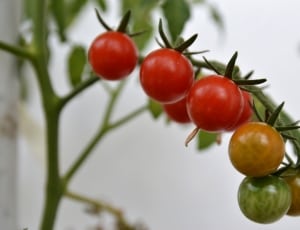 cherry tomatoes lot thumbnail
