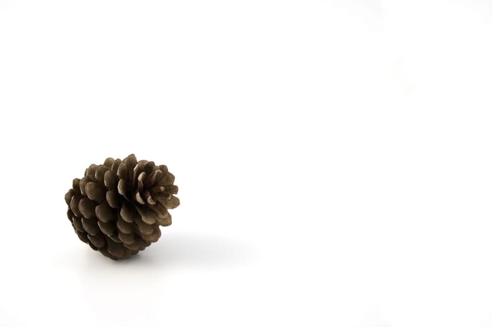 brown pinecone preview