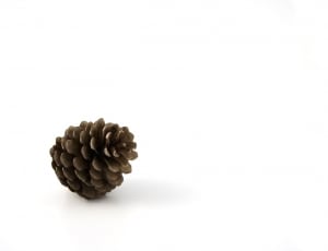 brown pinecone thumbnail