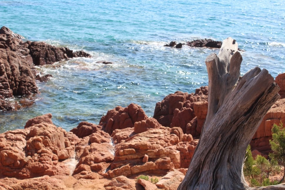 brown stump near rock seashore preview