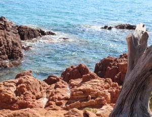 brown stump near rock seashore thumbnail
