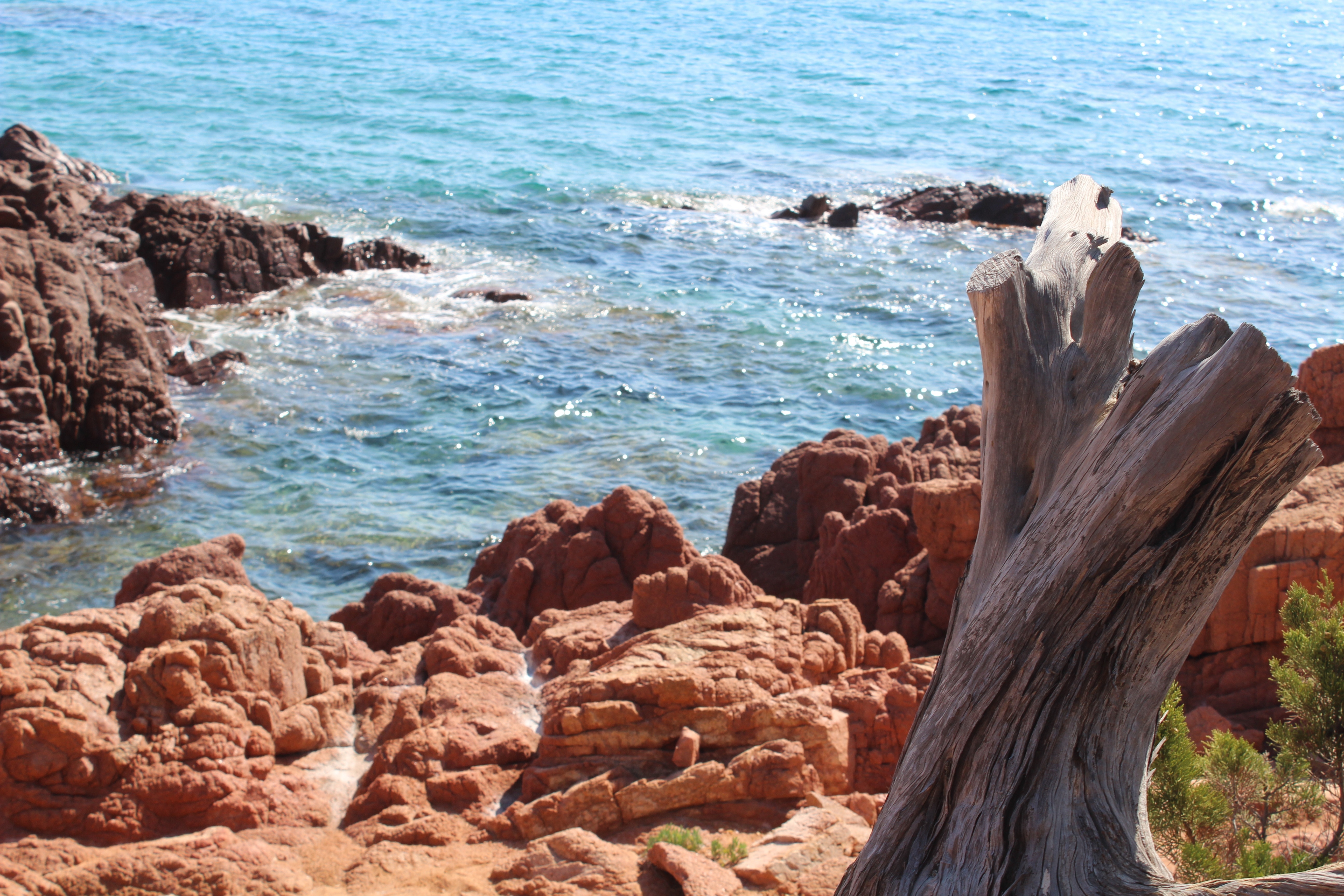 brown stump near rock seashore