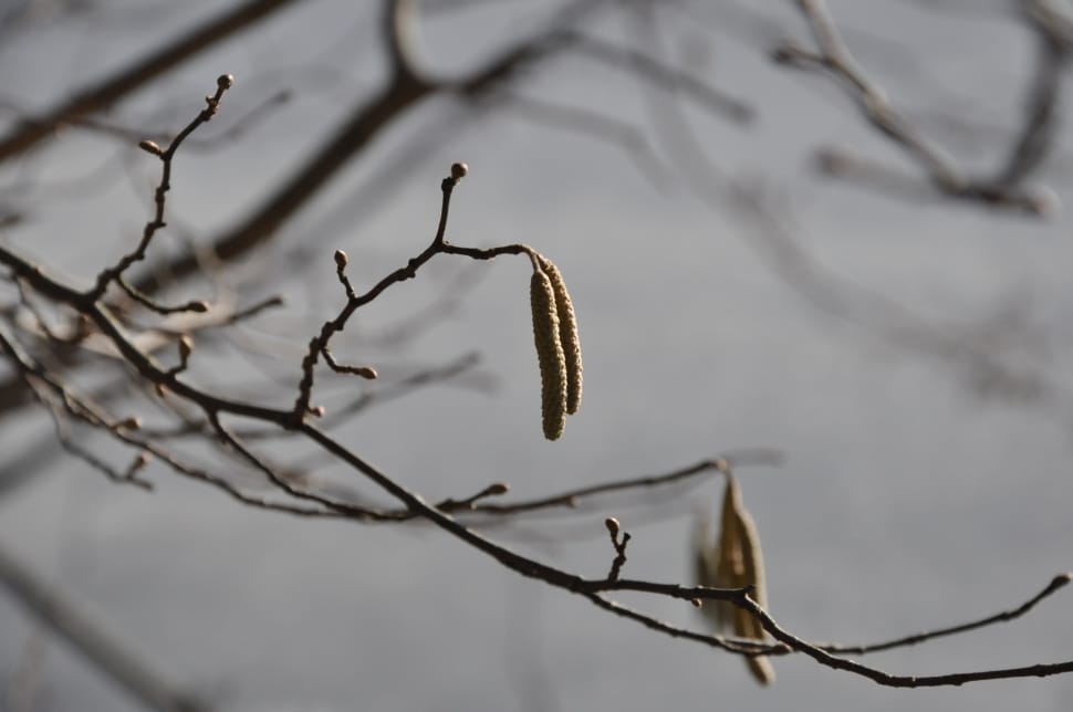 brown withered tree preview