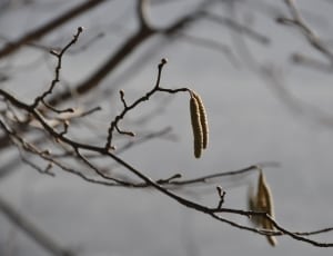 brown withered tree thumbnail