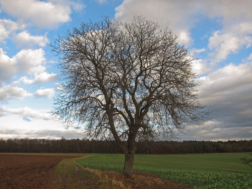 brown tree preview