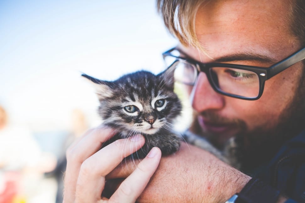 man holding brown tubby kitten preview