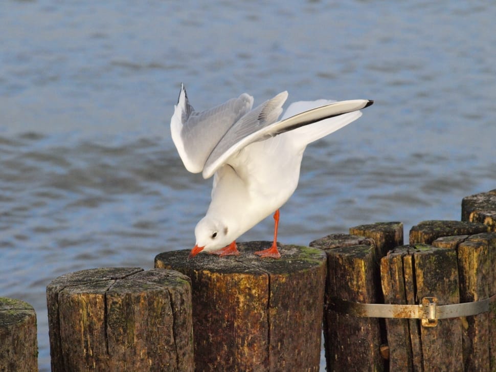 white seagull on brown wooden log preview