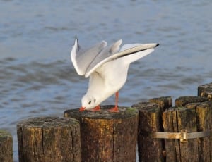white seagull on brown wooden log thumbnail
