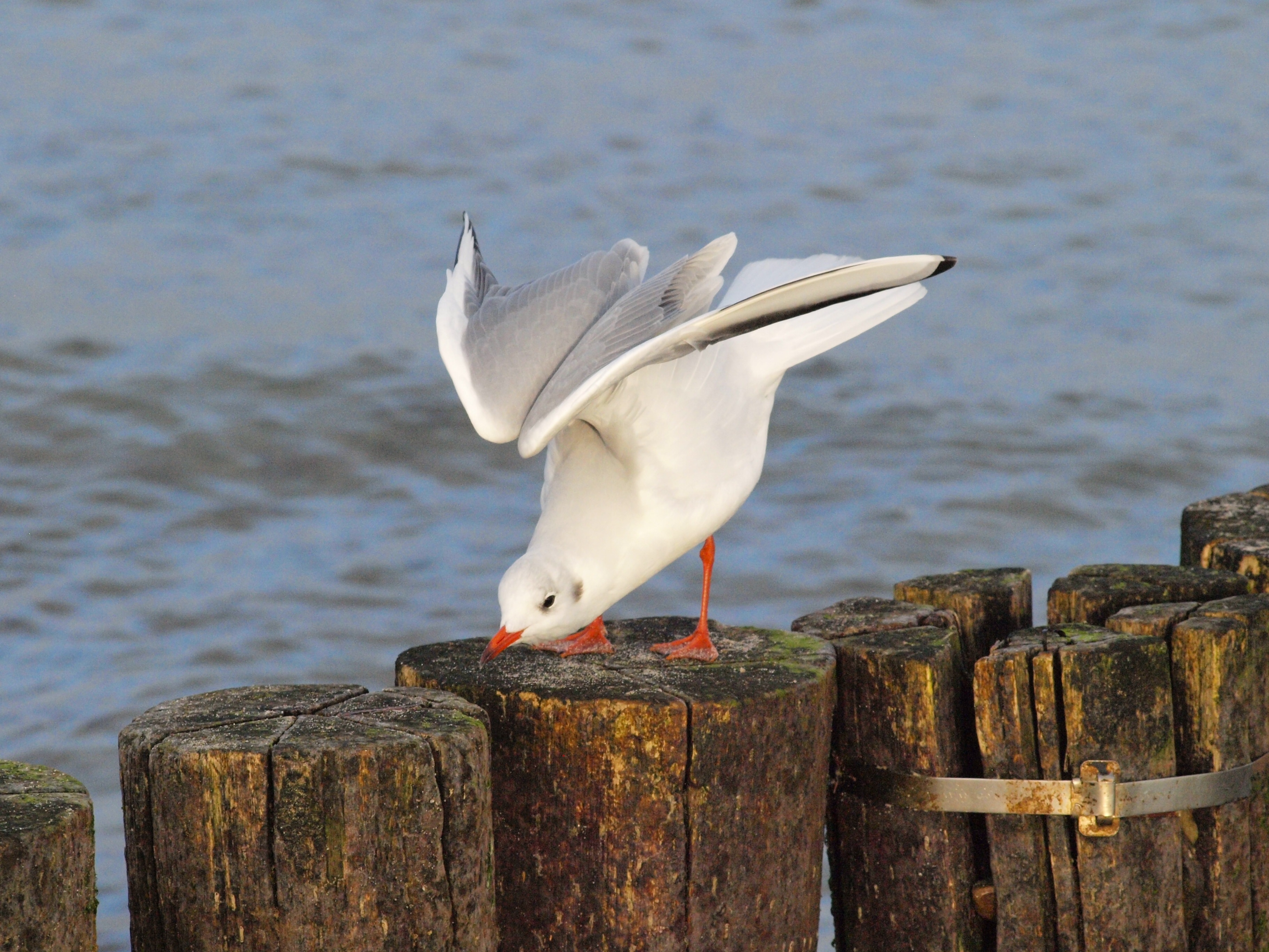 white seagull on brown wooden log