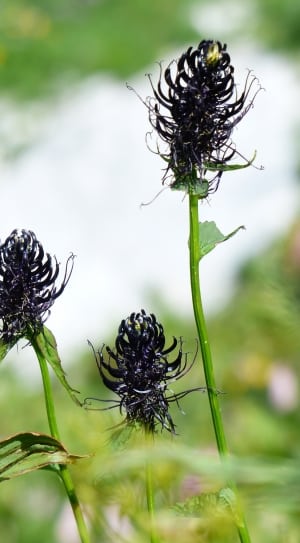 three black flowers thumbnail
