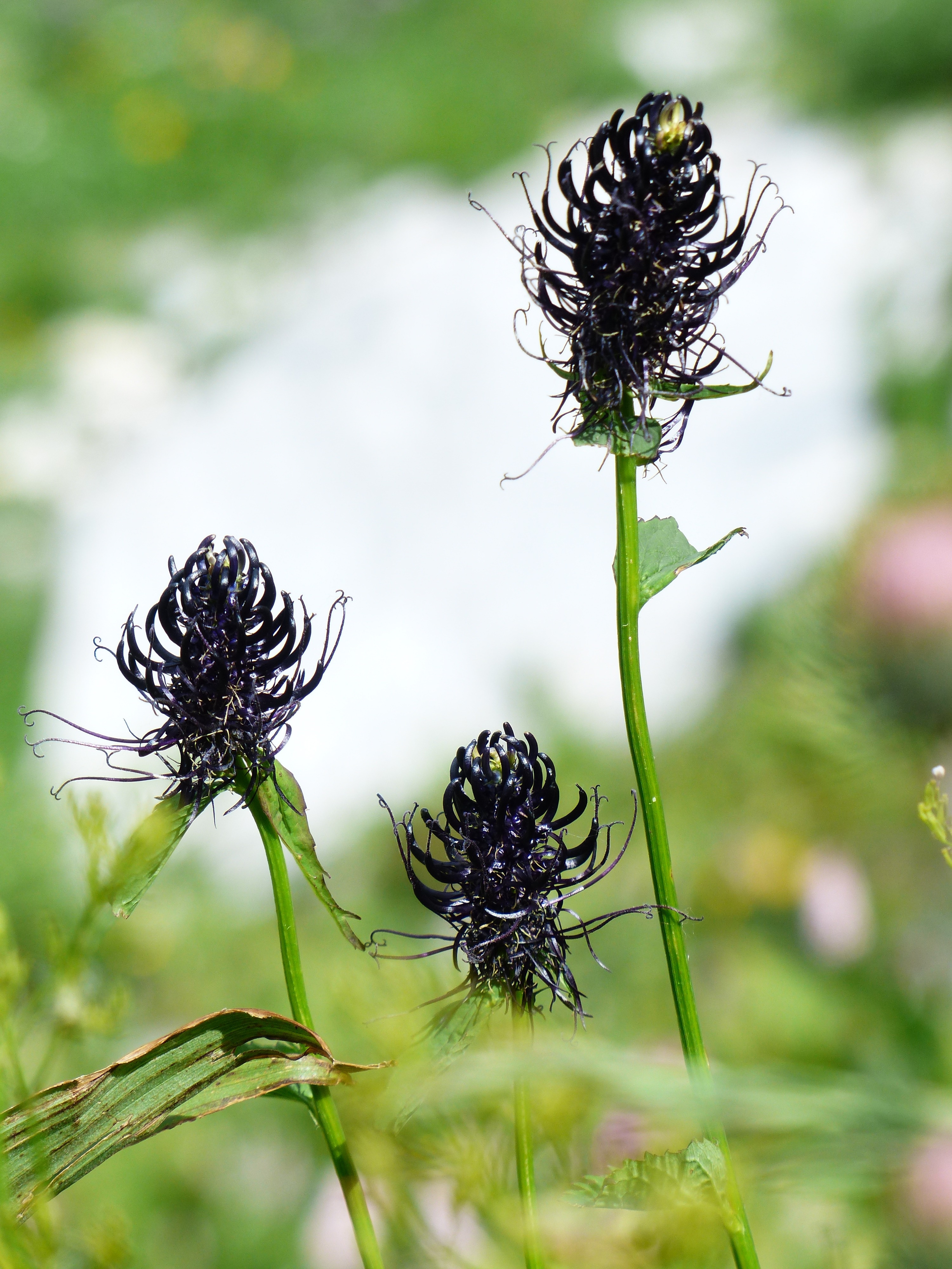 three black flowers