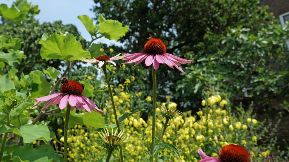 pink coneflowers preview