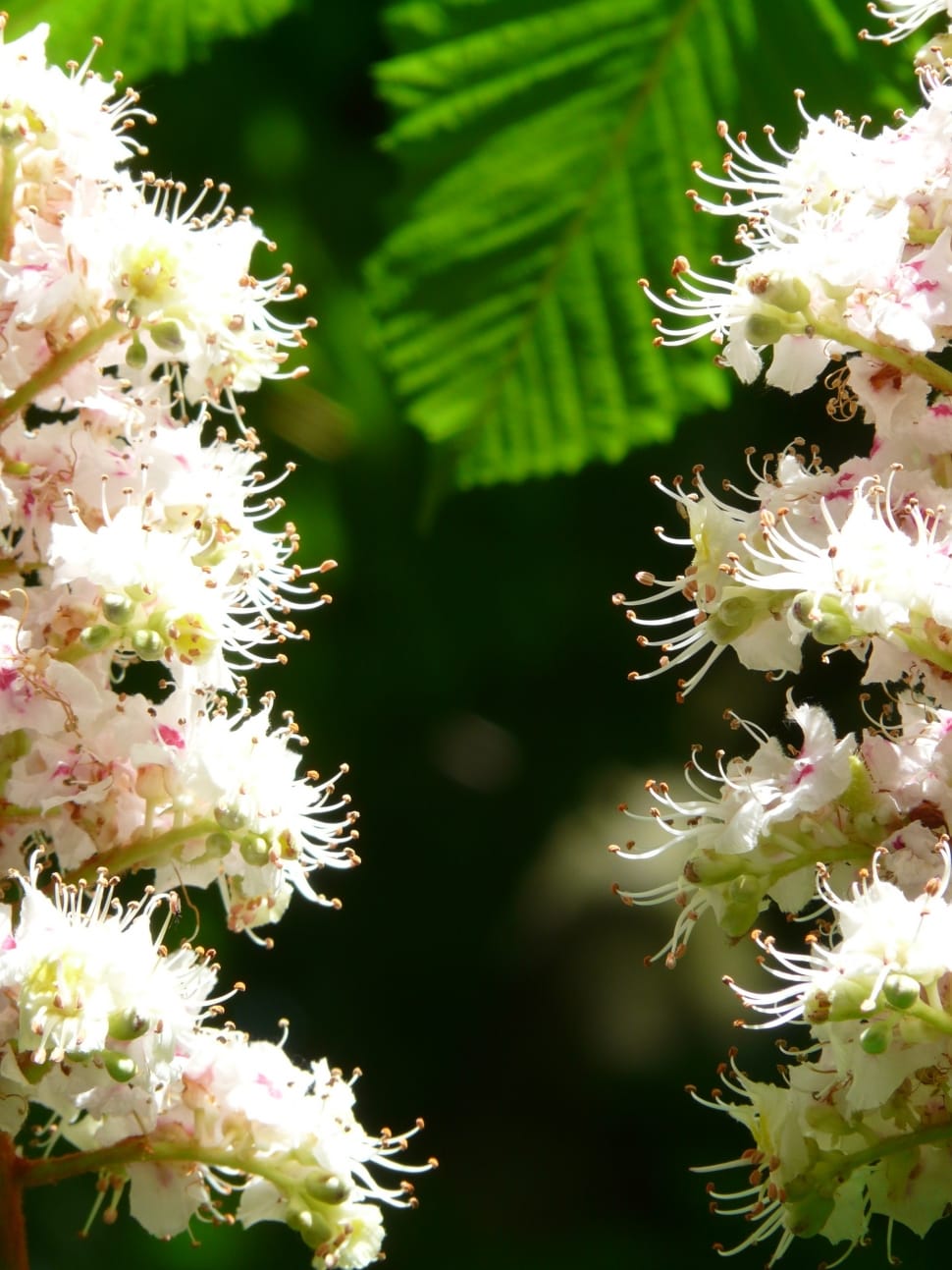 white and pink cluster flowers preview