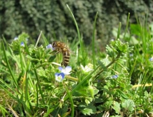 honey bee perched on blue and white flower in shallow focus lens thumbnail
