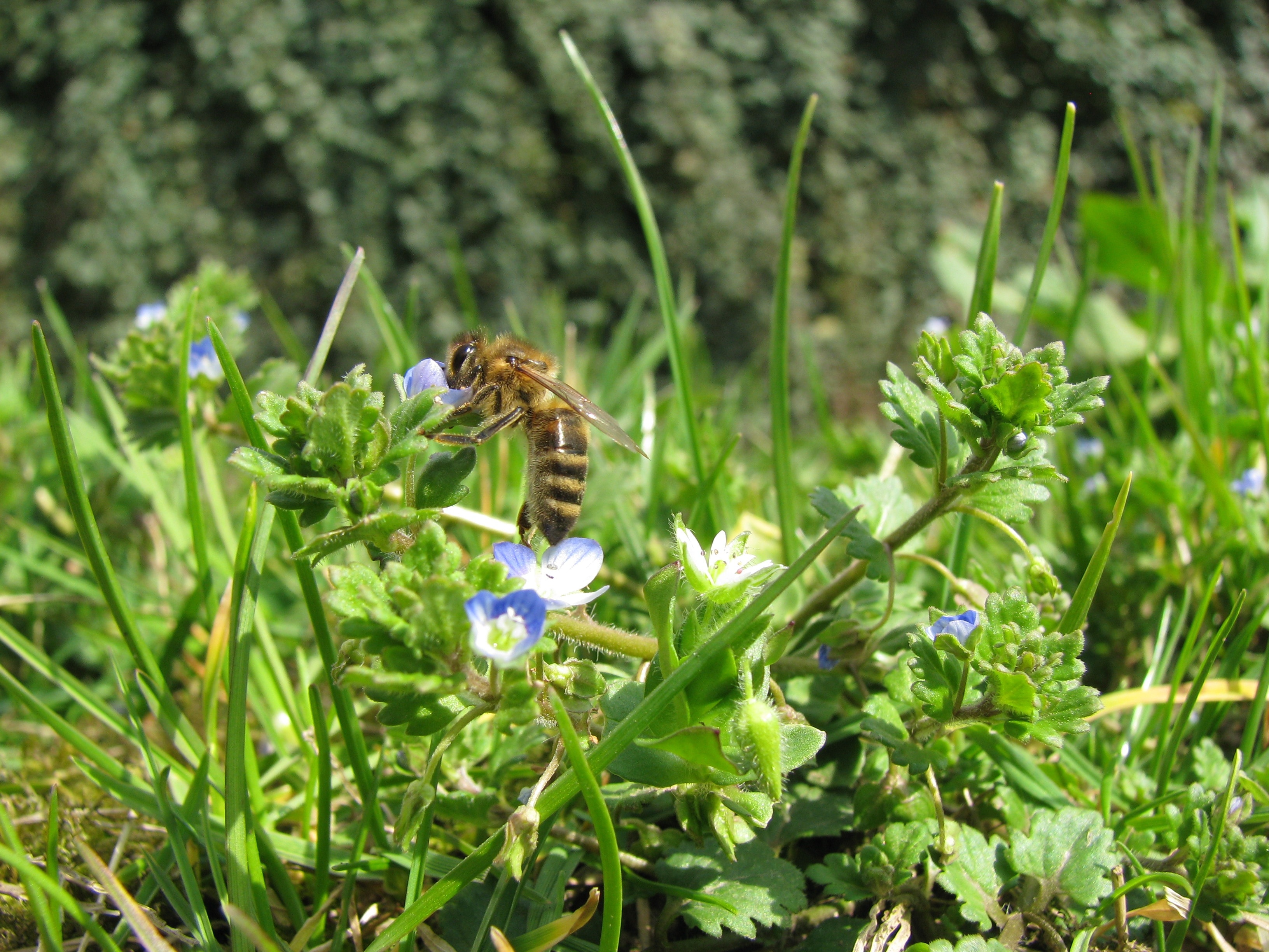 honey bee perched on blue and white flower in shallow focus lens