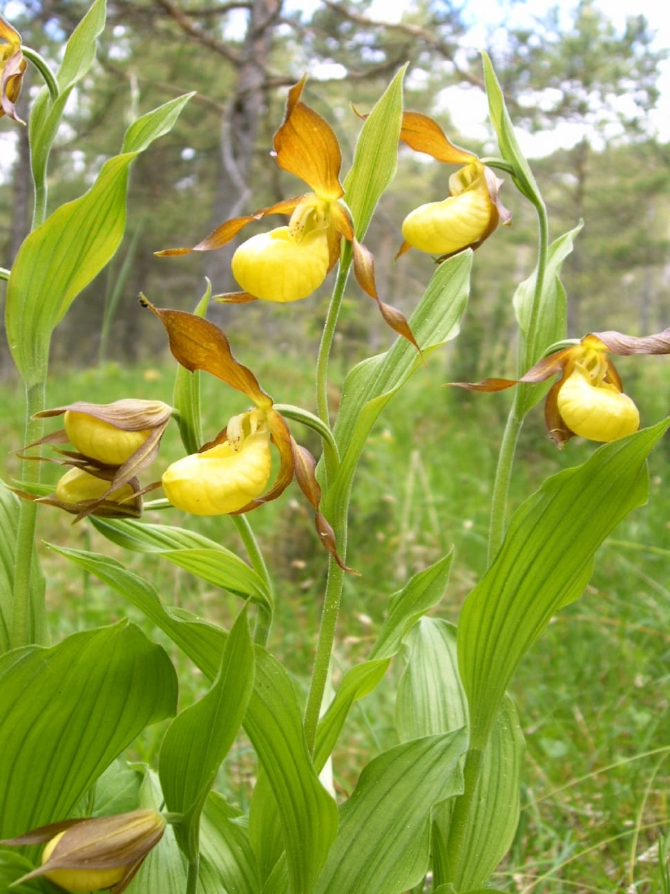 brown lady slipper preview