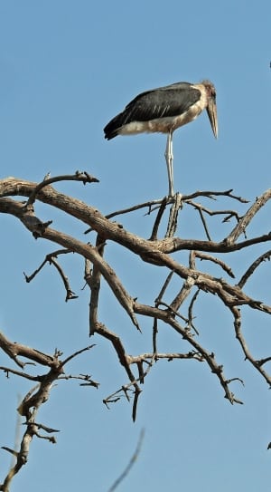 black white ibis thumbnail