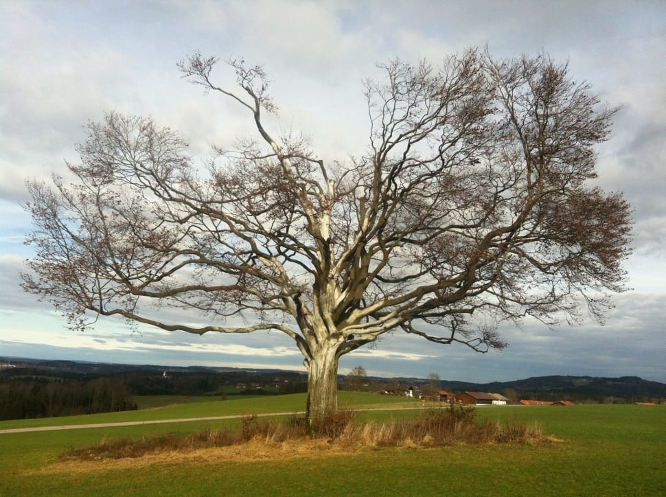 brown leaf tree preview