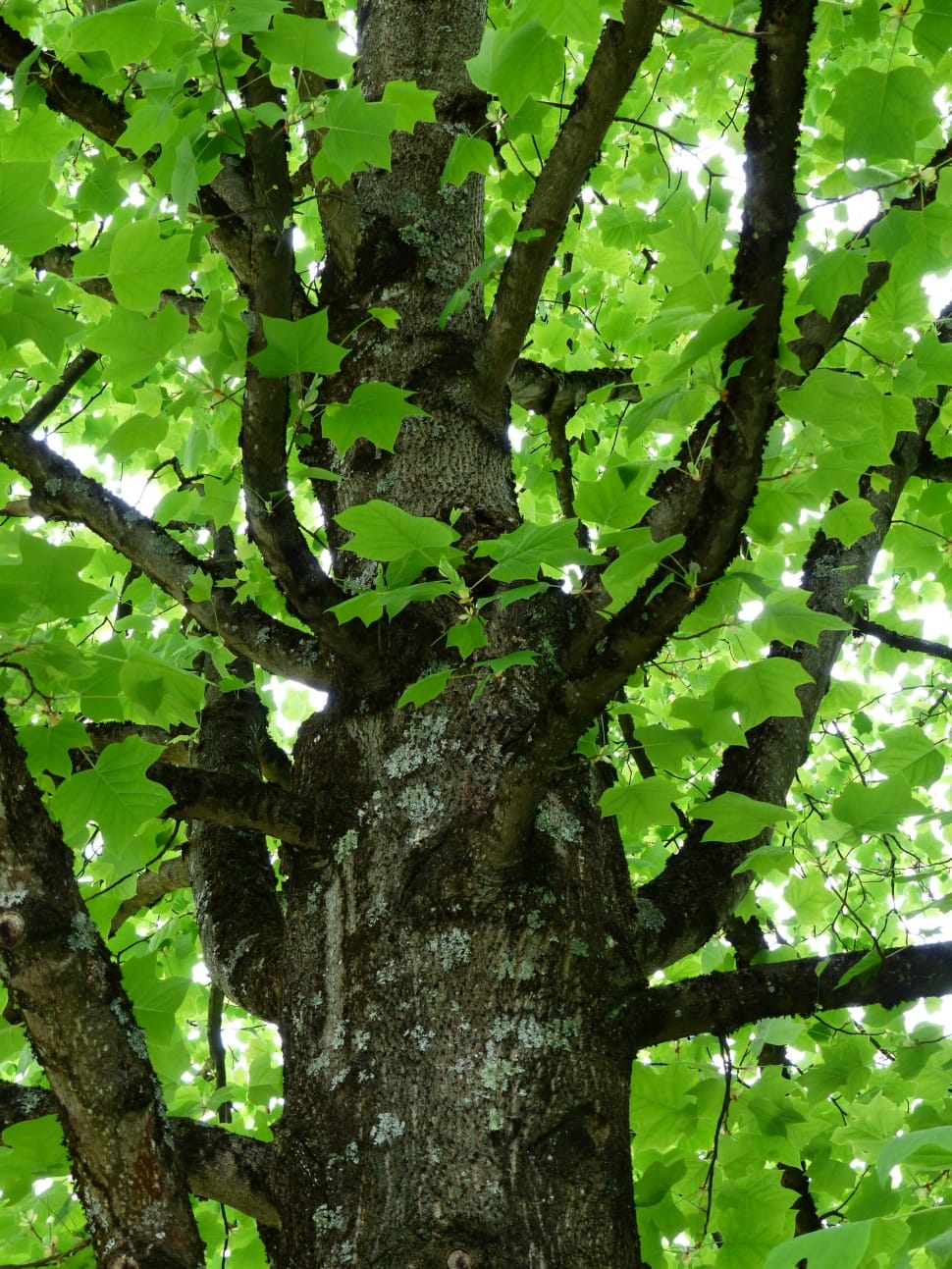 brown tree with green leaves preview