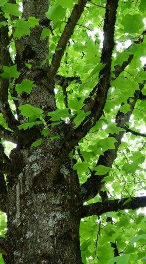 brown tree with green leaves thumbnail