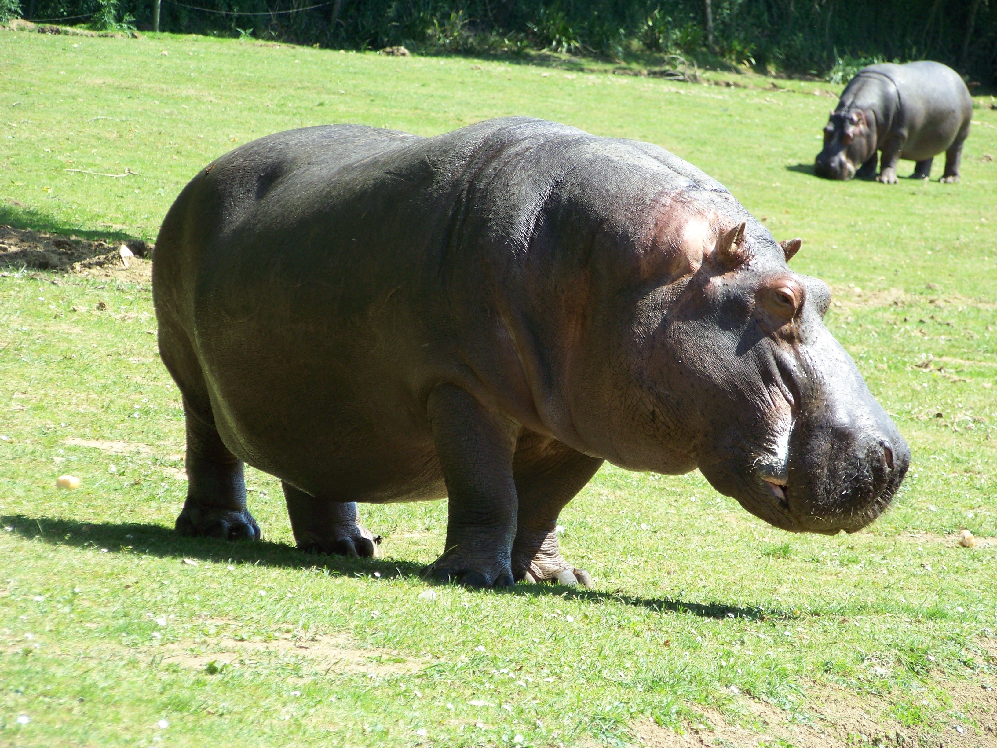 grey hippopotamus