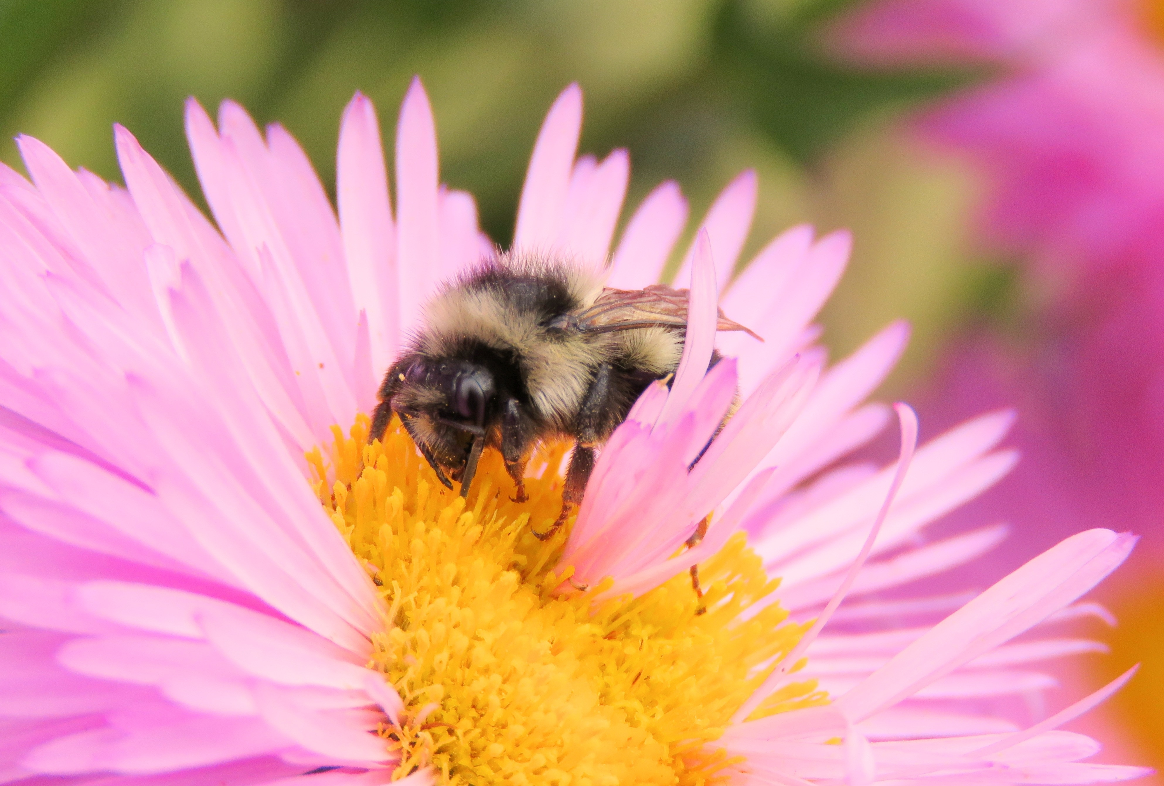 Покажи пыльцу. Пчела на Астре. Пыльца на цветах. Маргаритка и пчела. Растение на котором много пыльцы.