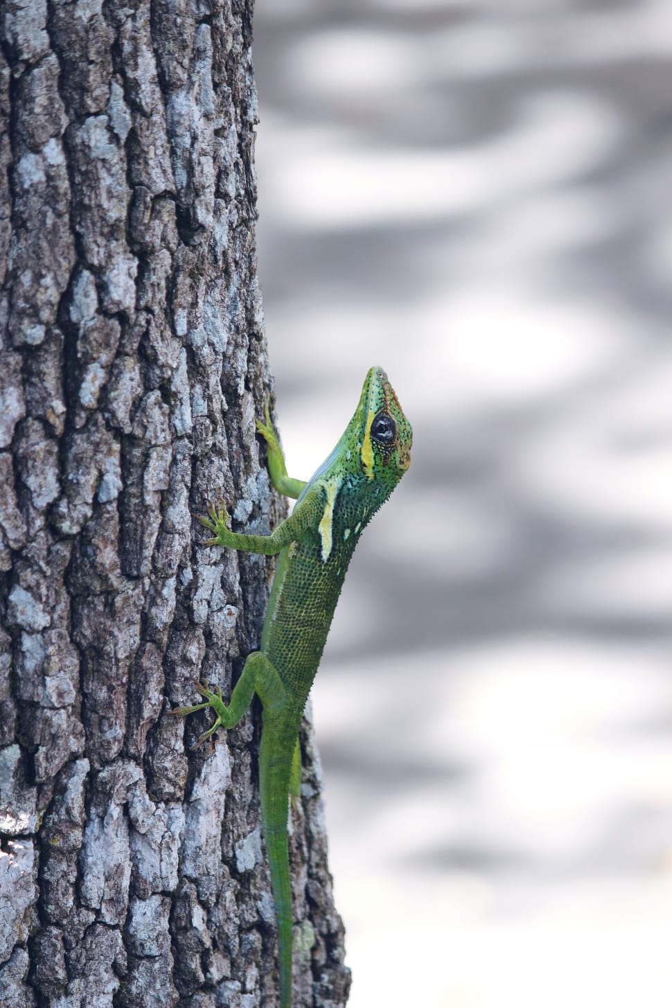 green lizard preview