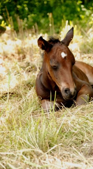 brown foal thumbnail